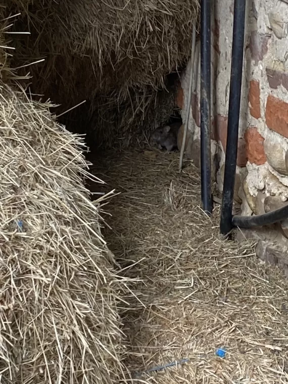 Dératisation à Dompierre Sur Chalaronne