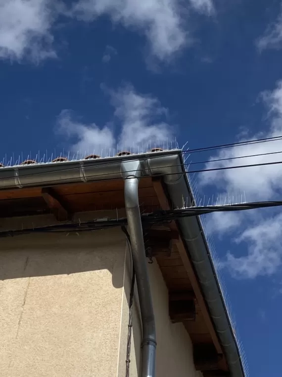 Dépigeonnage à Anse, Belleville-en-Beaujolais, JPM 3D