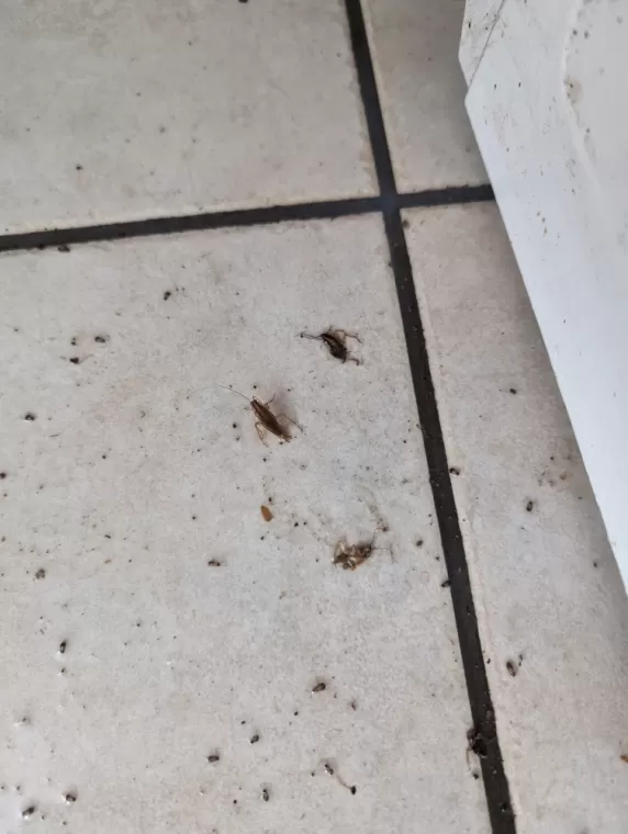 Désinsectisation blattes Deux-Grosnes