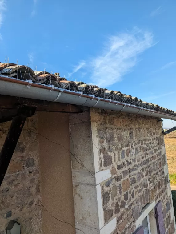 Dépigeonnage pour un particulier à Villefranche Sur Saône