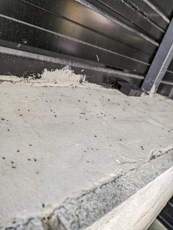 Dératisation pour une entreprise à Villefranche Sur Saône