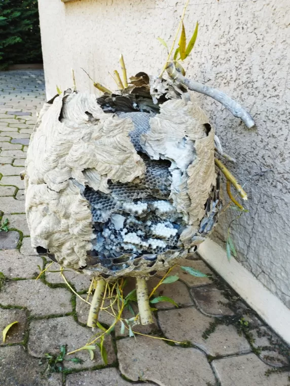 Désinsectisation et destruction de guêpes, frelons asiatiques et européens à Belleville en Beaujolais