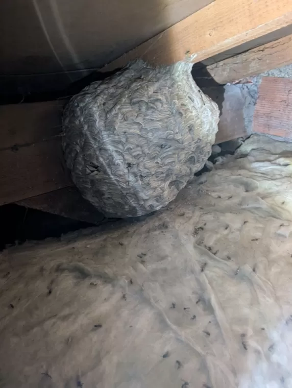 Désinsectisation et destruction d'un nid de guêpes à Mâcon