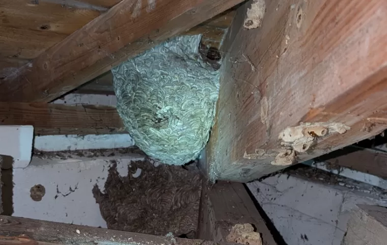 Nid de guêpes Villefranche Sur Saône