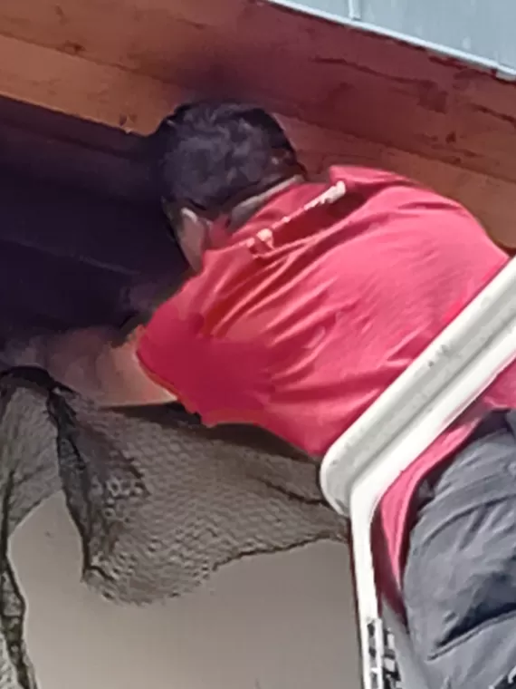 Pose de filets contre les pigeons