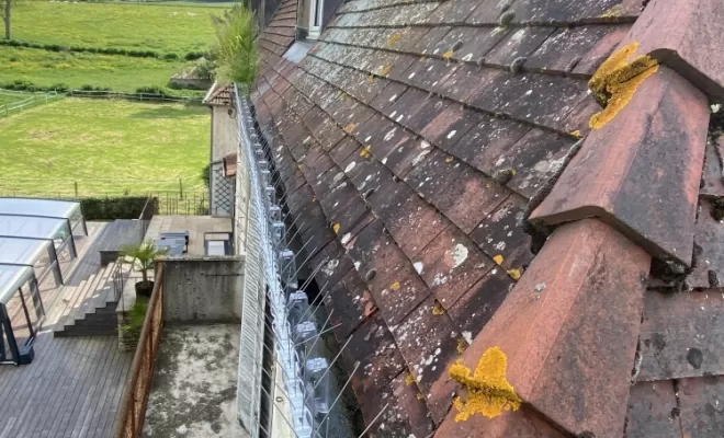 Dépigeonnage à Sainte Cécile, Belleville-en-Beaujolais, JPM 3D