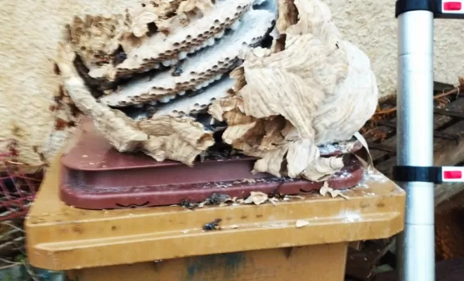 Nid de frelons à St Etienne des Oullières