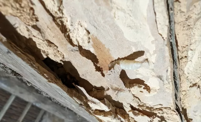 Traitement de bois Mâcon