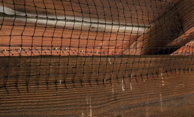 Dépigeonnage pour un particulier à Villefranche Sur Saône