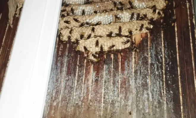 Désinsectisation et destruction de guêpes, frelons asiatiques et européens à Belleville en Beaujolais