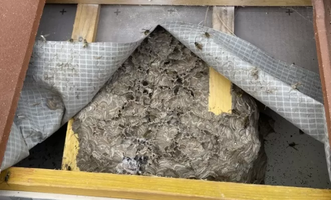 Désinsectisation et destruction de guêpes, frelons asiatiques et européens à Belleville en Beaujolais