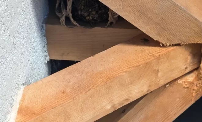 désinsectisation contre les frelons à Mâcon
